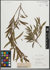 Foto von Salix purpurea L. x Salix viminalis L.